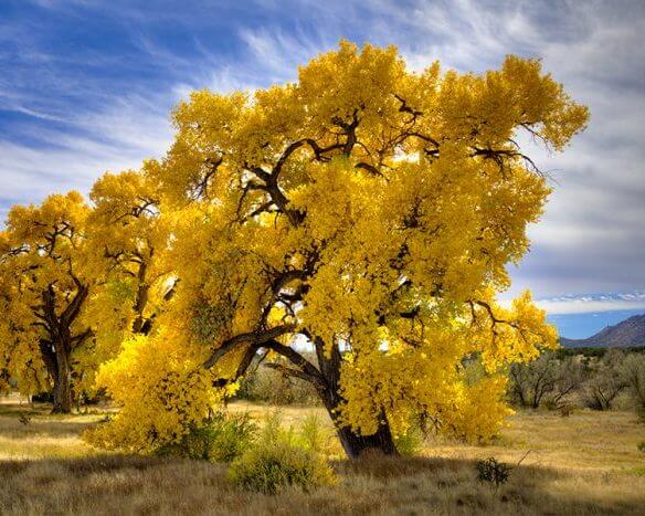 Autumn A New Mexico Photographic Journey - 