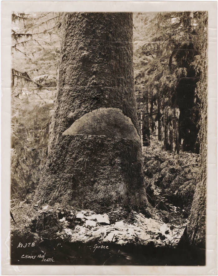Ancient tree photo 