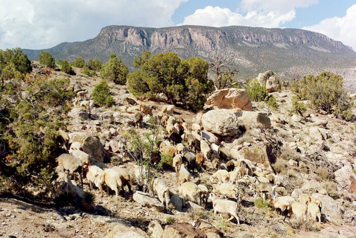 Photograph of sheep and mountains in Arizona by Rapheal Begay.