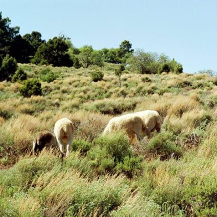 Photograph of sheep by Rapheal Begay.