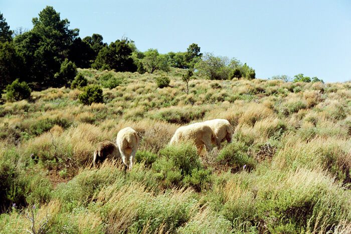 Photograph of sheep by Rapheal Begay.
