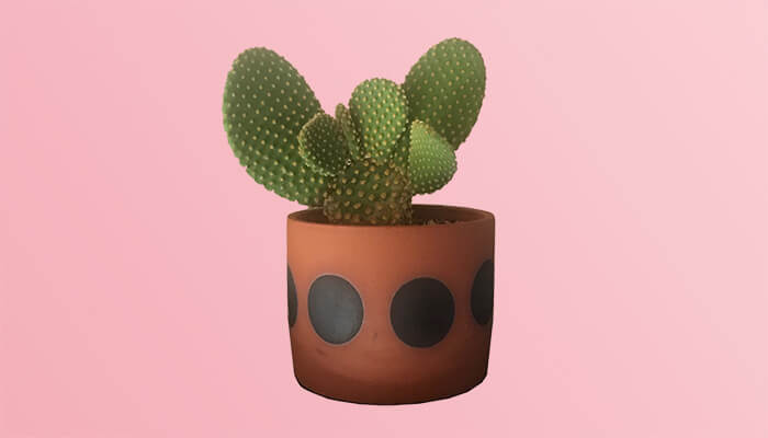 Cactus in a pot by Rachel Donner, available at Opuntia 