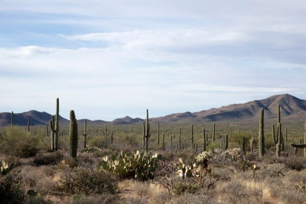 Paris Perfumery to Launch Tucson, an Arizona Desert-Inspired Scent ...