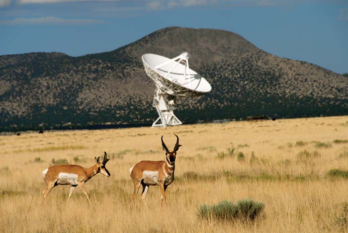Pronghorn antelope wander at the Very Large Array