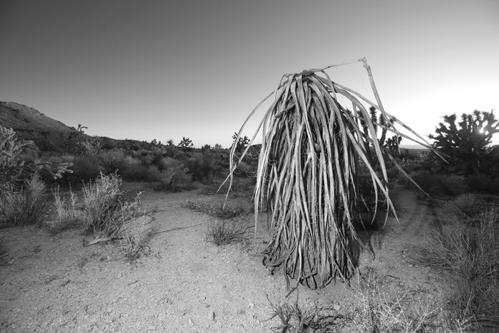 A Yucca Person in the desert.