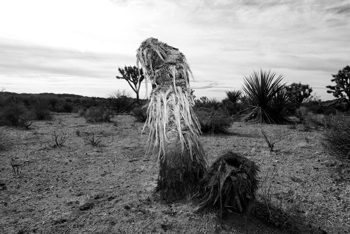 Yucca People by Naida Osline