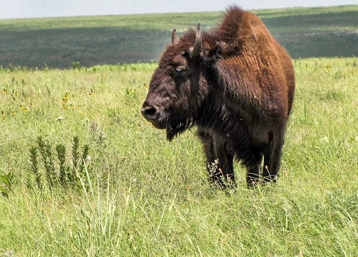 Prairie grass and bison. Photo: Danielle Philli.