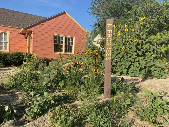 The in-progress rewilding of a volunteer yard in Lubbock. After one year of sowing seeds and transplanting cactus and trees, plants that emerged include Cowpen daisy, Tahoka daisy, common sunflower, Horse Crippler Cactus, Galleta grass, Blue Grama, chocolate daisy, firewheel, and partridge pea. 