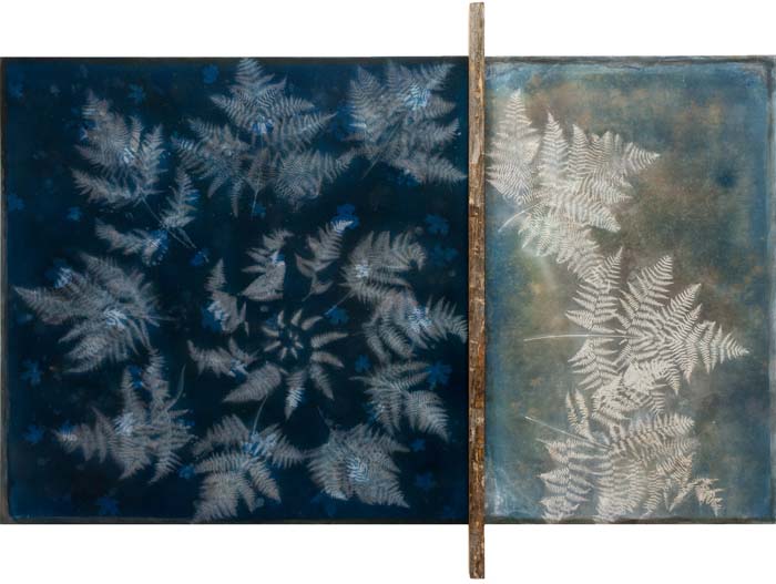 Cyanotype artwork of an arrangement of ferns in a Golden Ratio spiral made with foraged natural dyes, and a wood bar intersecting a third of the composition.