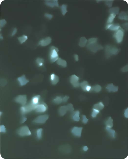 Blue-green photogram of rocks of trinitite gathered from the Alamogordo test site.