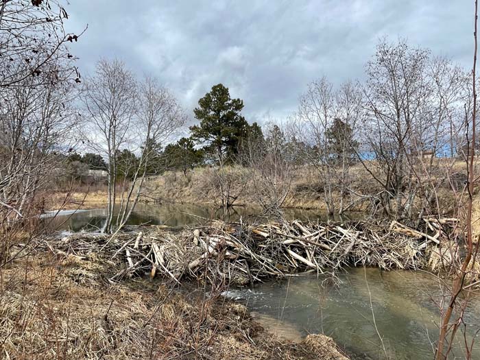 A beaver dam on Monument Creek where it flows through the United States Air Force Academy