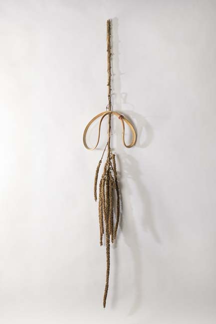 Long sprig of dried mullein hung upside down with a rubber band attached in the middle.