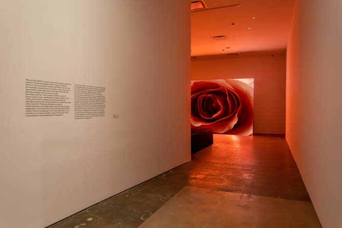 Installation view of Rachel Rose: Goodnight Moon at SITE Santa Fe, with a hallway leading to a projection room where a screen shows a film still with a close up of a pink rose.