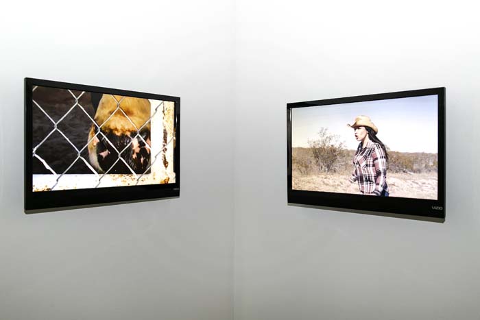 Installation view of Soy de Tejas with dual video screens, one on the right with a woman in desert landscape and cowboy hat, and on the left a dog's faced pressed into a chain link fence.