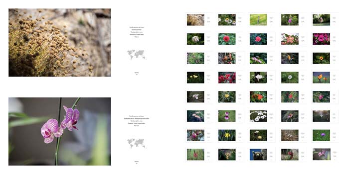 A grid of color photographs of wildflowers on the right side, and two larger photographs of wildflowers on the left side.
