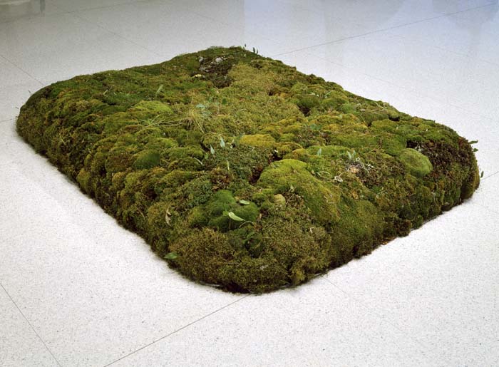 A bed-sized rectangle made of peat moss.