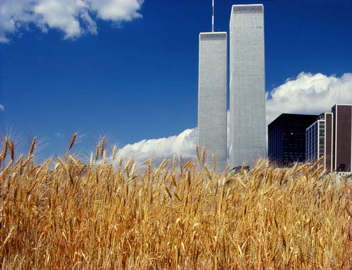 A view from a wheat field with the Twin Towers rising up behind it against a blue sky.