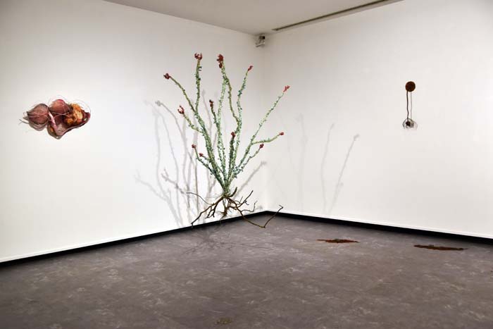 Installation view of multi-media artworks resembling natural forms, including a large sculpture of an ocotillo floating in the corner.