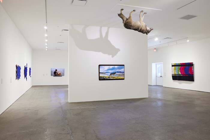 An installation view of a work in which a taxidermied wolf appears unmoving in a time-lapse video of a landscape, while the same wolf hangs upside down from the gallery ceiling.