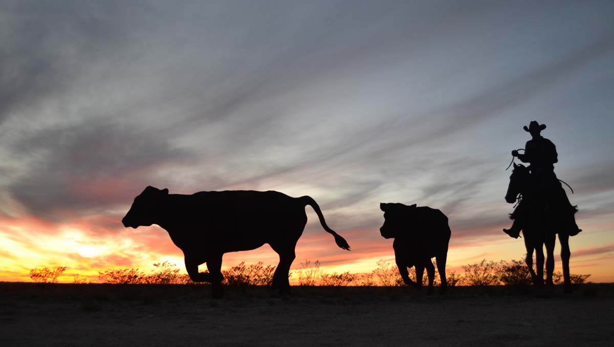 Silhouettes of a cowboy on horseback running after two head of cattle with the sunset behind them.