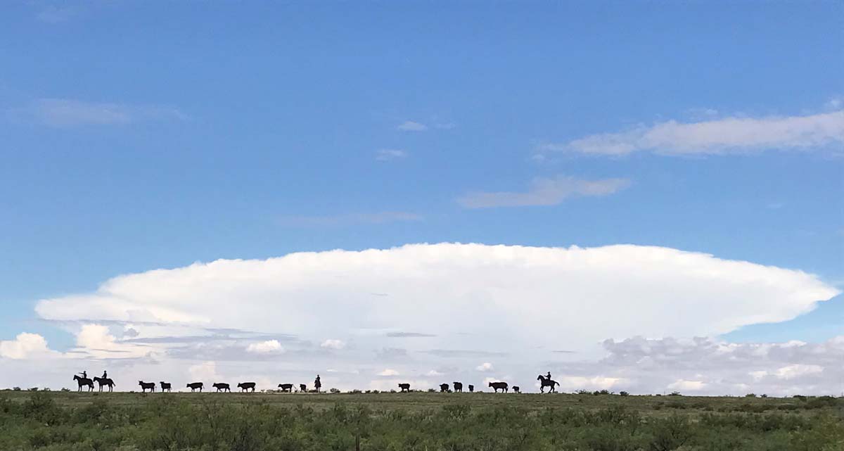 A large white storm cloud on a horizon with silhouettes of a cattle drive.