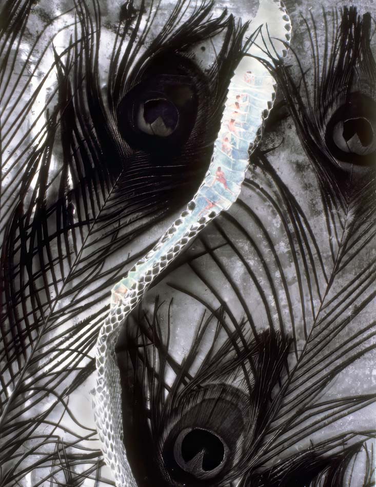 Öngtupga (The Grand Canyon) by Duwawisioma (Victor Masayesva Jr.) depicts a colorful snakeskin lying curved among black and white peacock feathers, as if slithering through them.