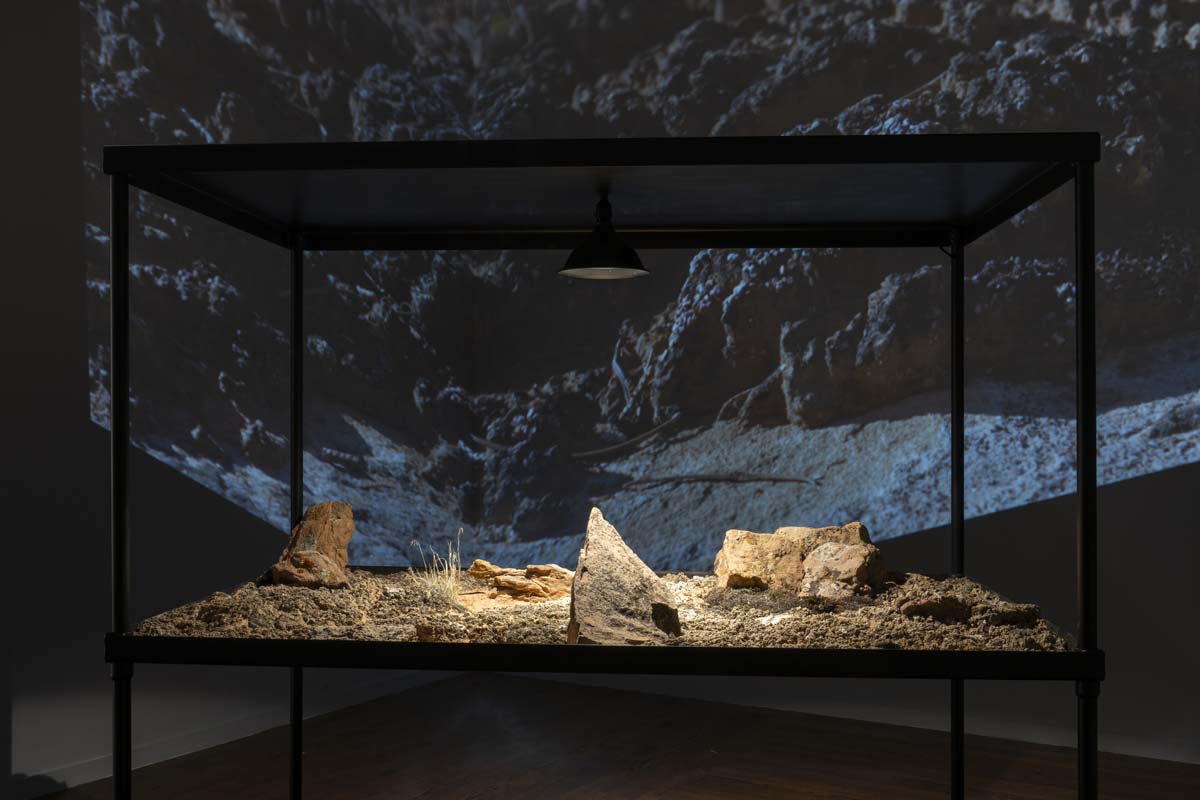 A glass vitrine with desert soil, spotlit, in a darkened gallery space with a video of landscape projected in the background.