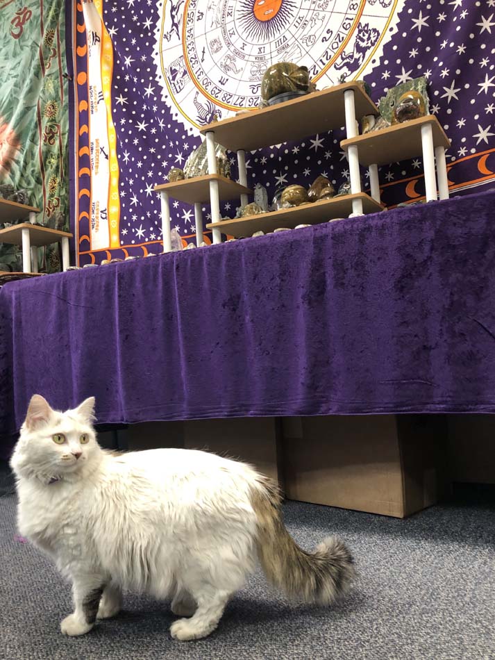 A white cat in front of a purple fabric draped table at Eclectic Treasurez rock shop in Roswell, New Mexico.