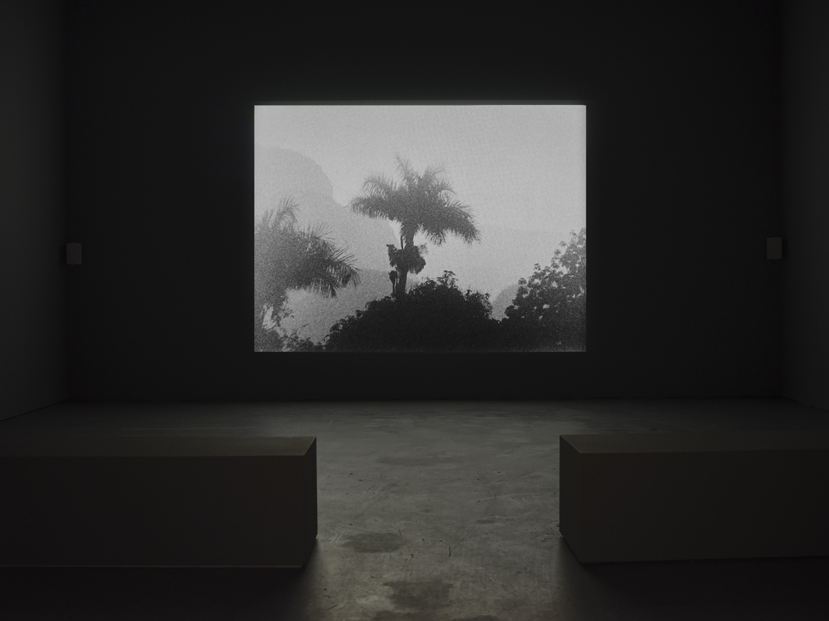 Installation view of a film by Teresita Fernández at SITE Santa Fe in New Mexico, showing palm trees with craggy landforms behind them.