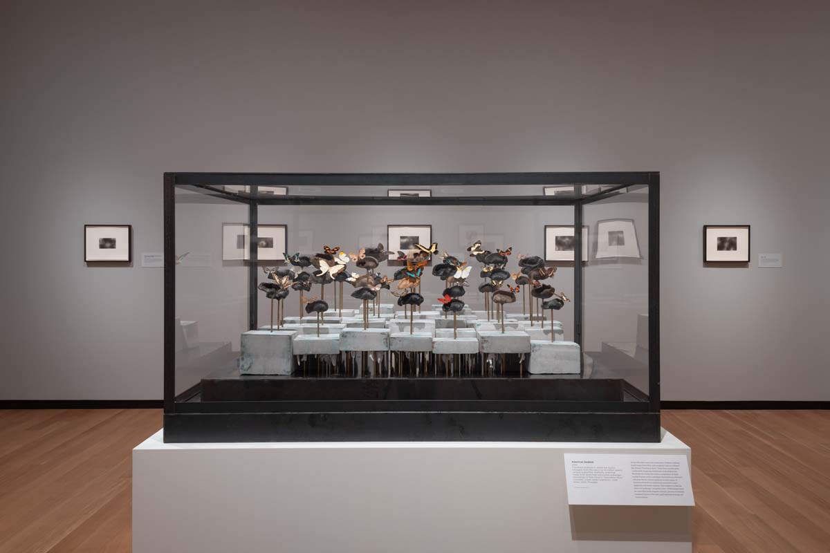 a large vitrine upon which several fossilized whale ear bones are mounted on brass rods anchored in cast concrete. Each bone is topped with a butterfly with antennae made from stretched audio tape