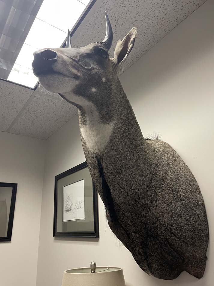 An animal head hanging in the Texas Senate Committee on Water, Agriculture, and Rural Affairs office