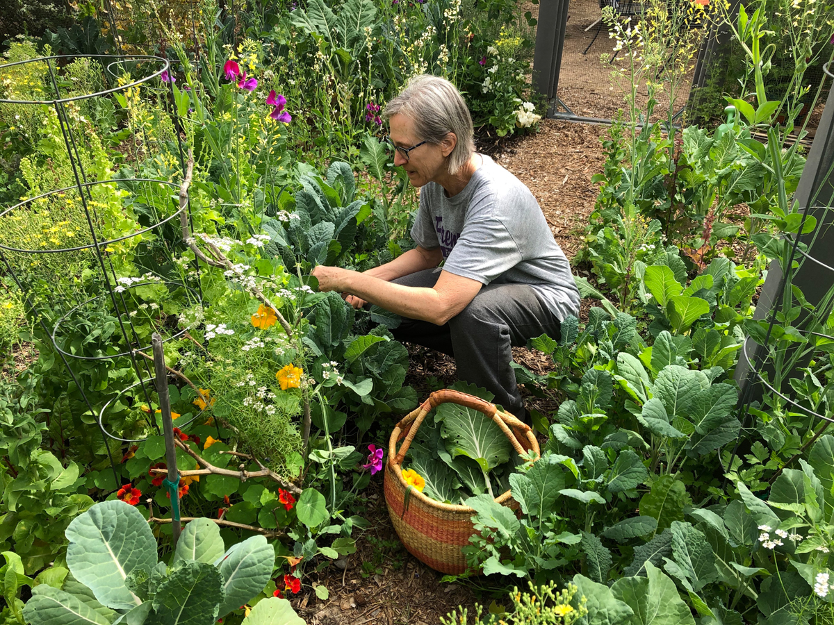 Farraday Newsome harvesting in her garden in Mesa, Arizona.