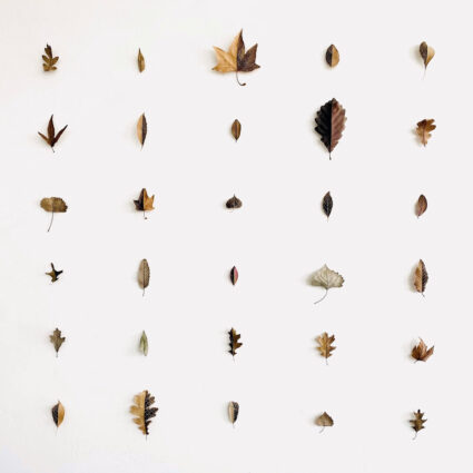 Grid of leaves covered in illustrations. Artwork by Max Sorenson.