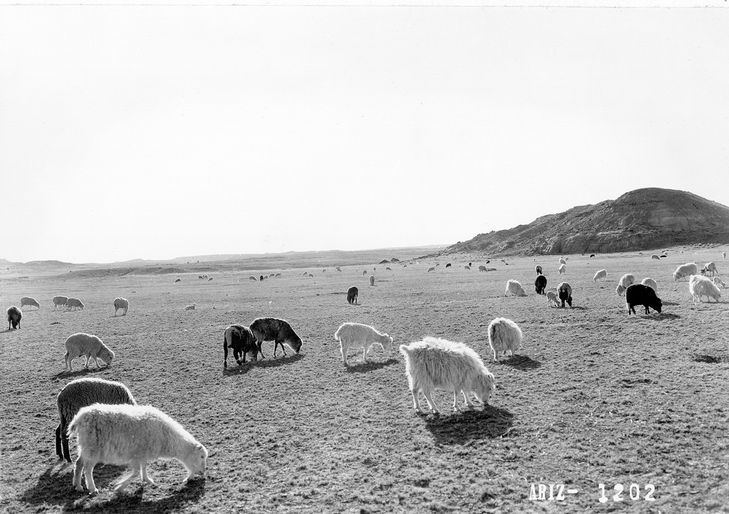 Historical photograph by Milton Snow of a Navajo Churro sheep flock. Maxwell Museum of Anthropology in Albuquerque is working with the Navajo Nation Museum to fill in the gaps outside the frame.