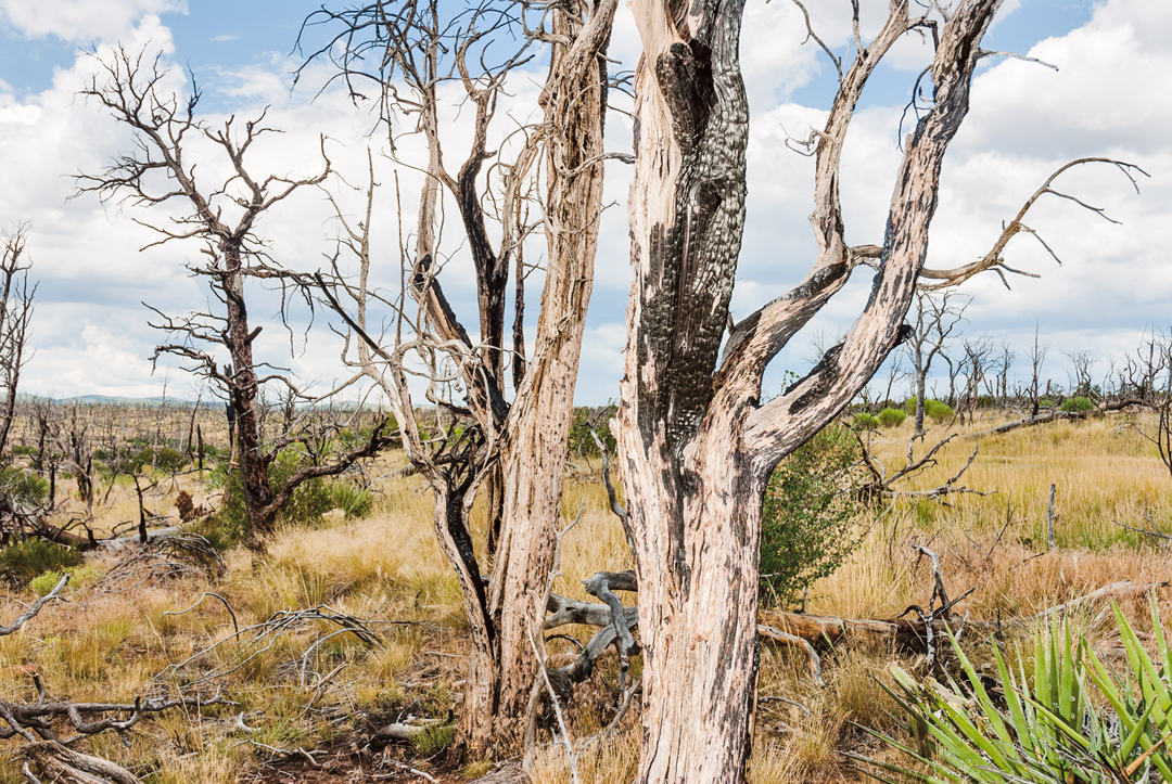Fire-ravaged trees at Mesa Verde National Monument, Colorado.