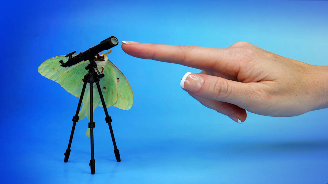 Still from a new media artwork by Virginia L. Montgomery showing a moth perched on a tiny telescope and a human finger.