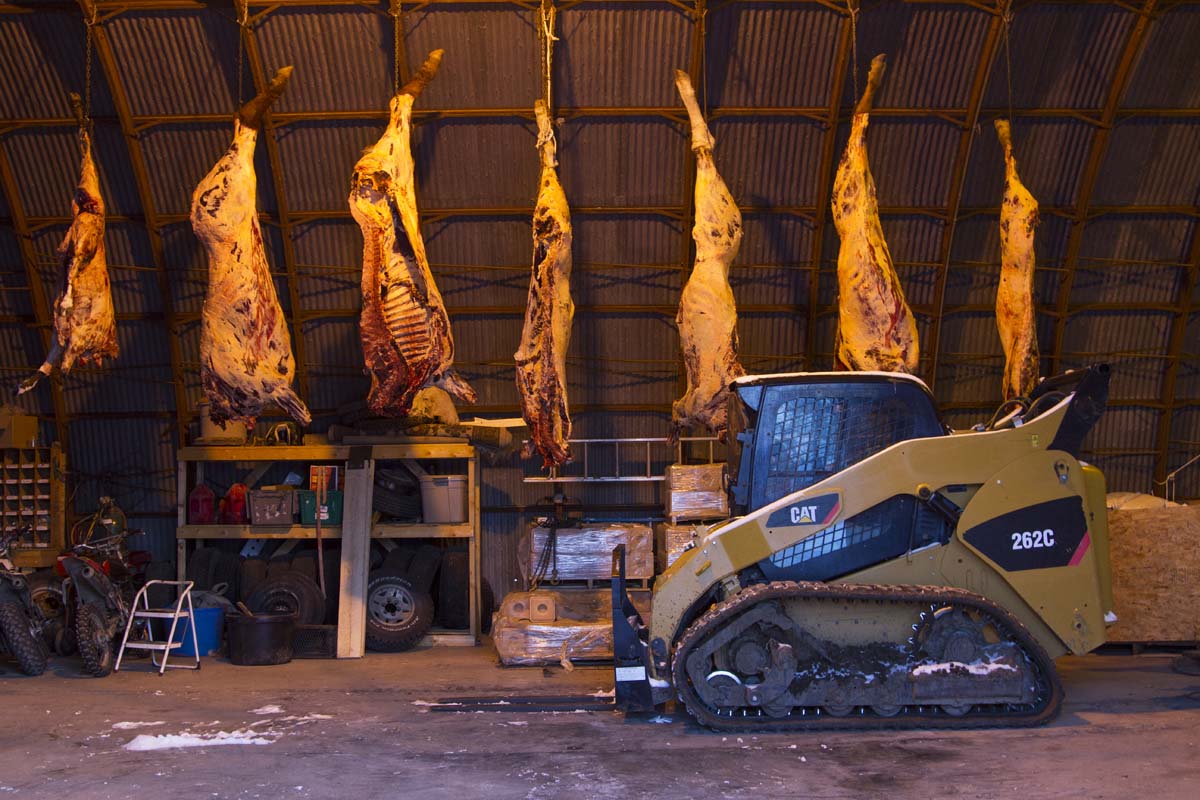 Photograph of a skid steer in front of a row of cow carcasses hanging in a barn.