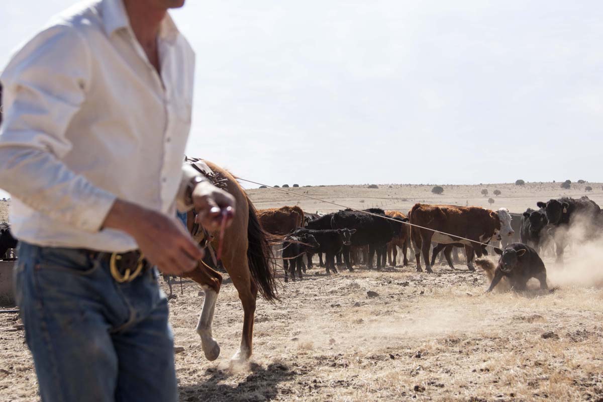 Photograph of a cowboy with cattle