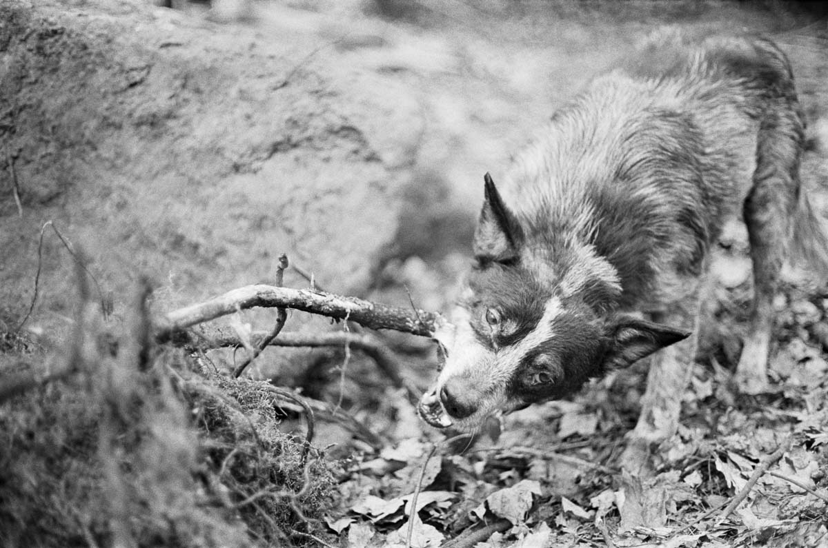 Black and white photograph of a dog grabbing a stick.