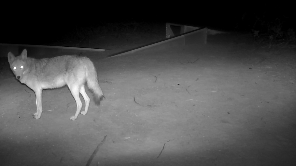 Night vision of a coyote on a security camera at Cattle Track Arts Compound.
