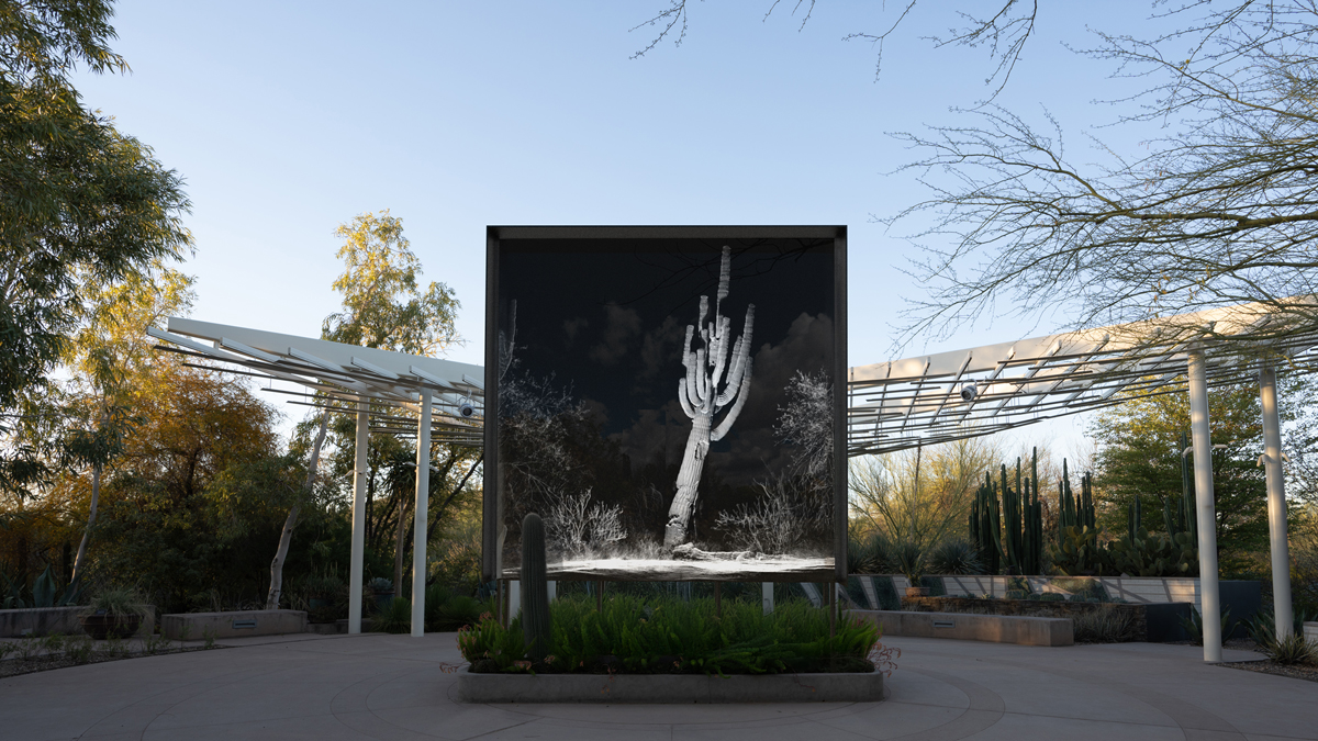 Installation view of Framerate: Desert Pulse, a high-tech imaging project at Desert Botanical Garden in Phoenix.