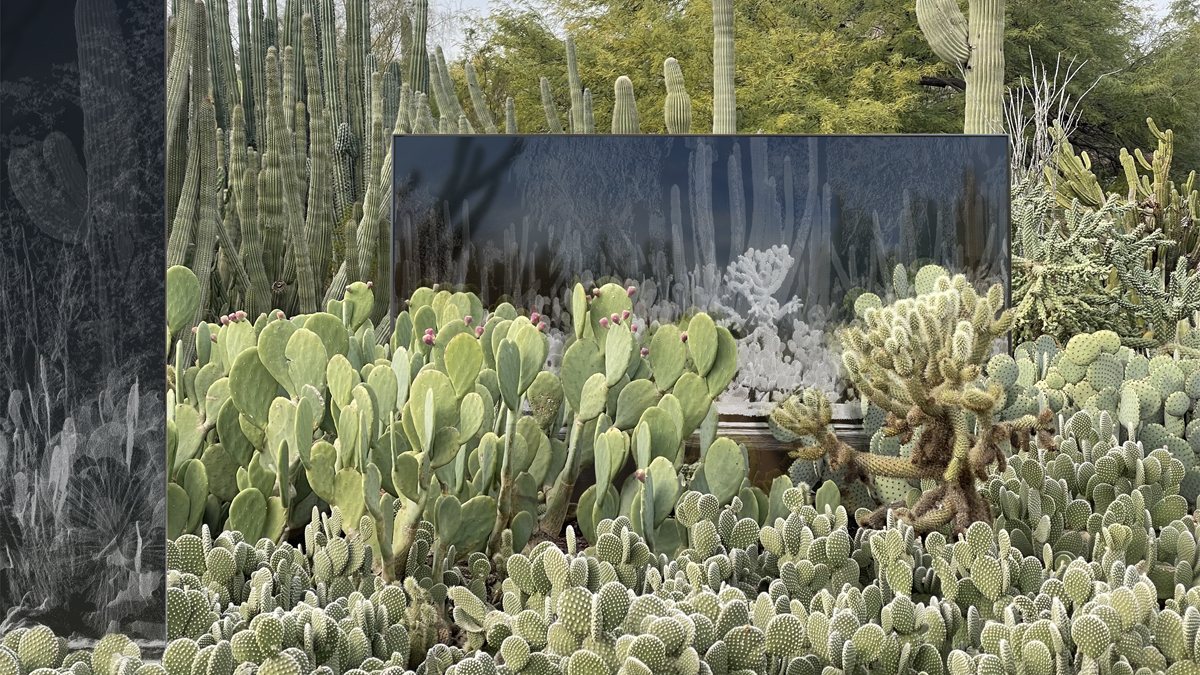 Installation view of Framerate: Desert Pulse, a high-tech imaging project at Desert Botanical Garden in Phoenix.