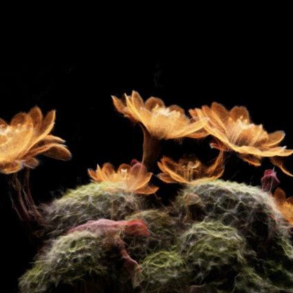 LiDAR scan of a plant in the Sonoran Desert, part of the new ScanLAB show at Desert Botanical Garden.