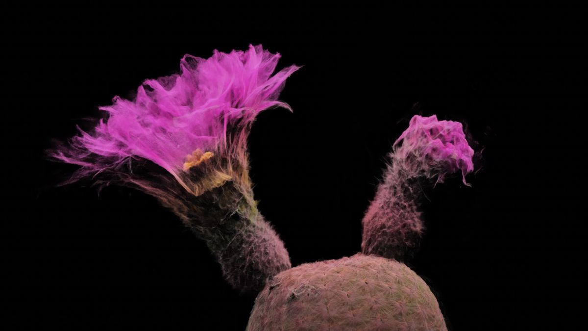 LiDAR scan of a plant in the Sonoran Desert, part of the new ScanLAB show at Desert Botanical Garden.