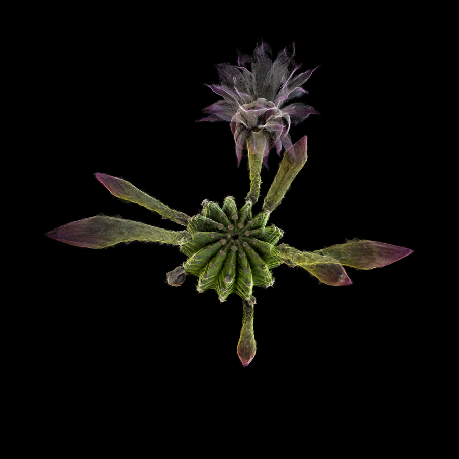 LiDAR scan of a plant in the Sonoran Desert, part of the new ScanLAB show at Desert Botanical Garden.