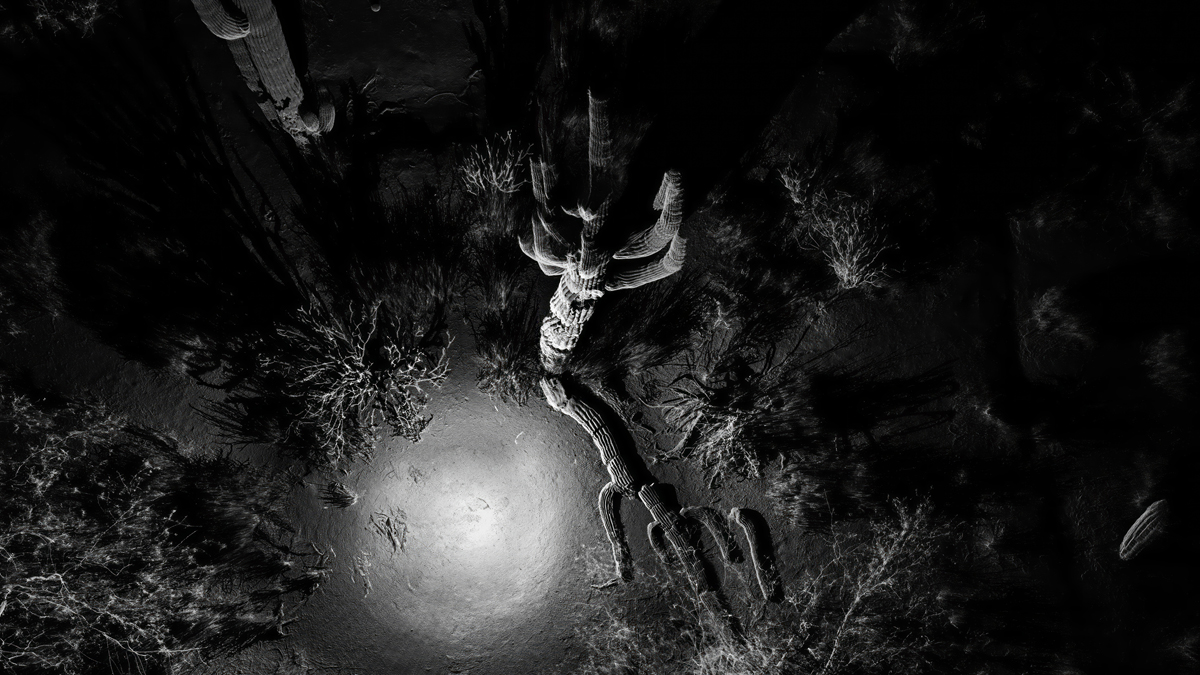 LiDAR scan of a desert landscape in Phoenix, part of the new ScanLAB show at Desert Botanical Garden.