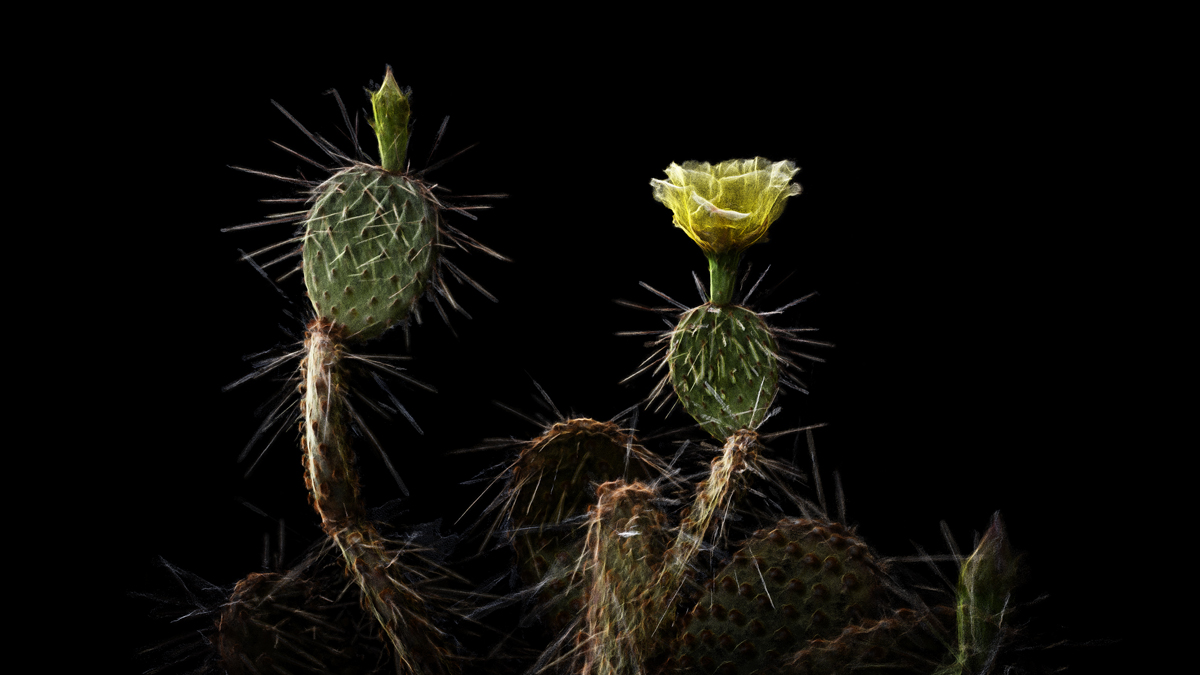 LiDAR scan of a plant in the Sonoran Desert, part of the new ScanLAB show at Desert Botanical Garden.