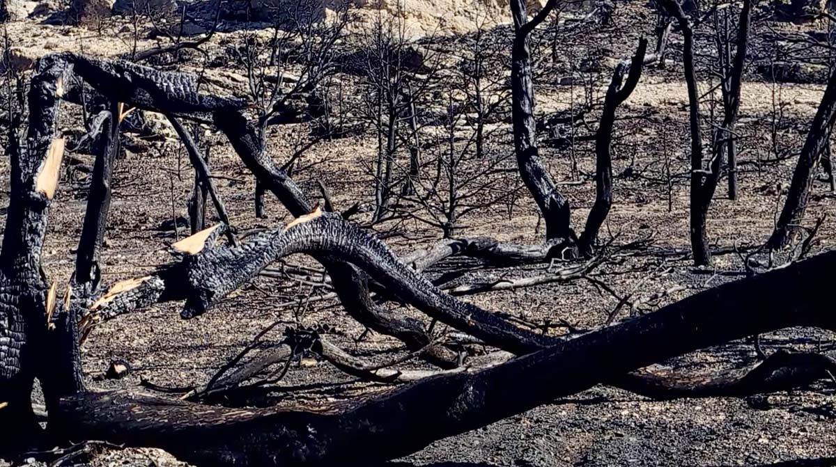 Trees burned by the Horseshoe 2 Fire along Highway 89 in Arizona