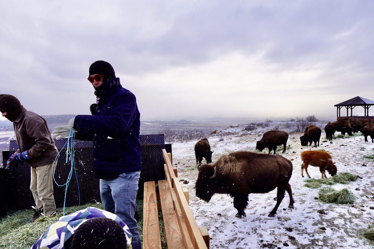 Artist Cannupa Hanska Luger with buffalo.