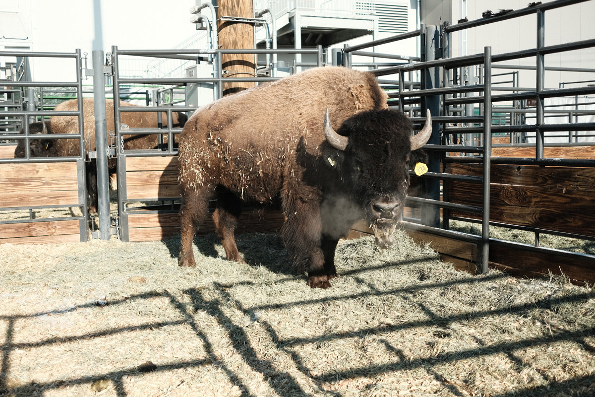 Photograph of a buffalo in a stockyard.